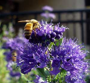Bee on flower. Honey is rich in probiotics. See more at MooScience.