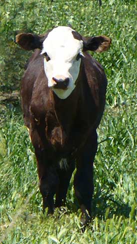 MooScience: Calves need healthy milk to grow strong.