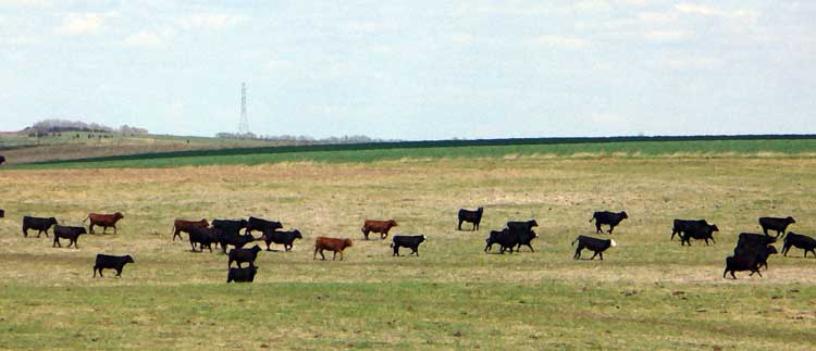 MooScience: cattle walk run