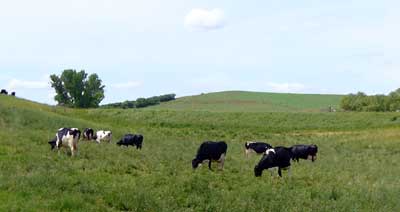 MooScience: a herd of grazing dairy cows.  BSA is a large protein in cow's milk.