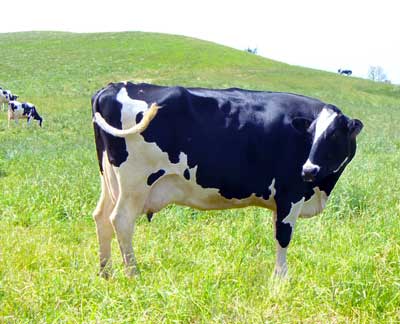 Holstein cow stands contented in a grassy field by MooScience.