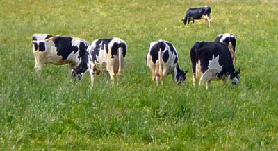 A herd of Holstein cows grazing at MooScience.