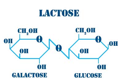 =Lactose is an ideal energy sugar. Read more at MooScience.