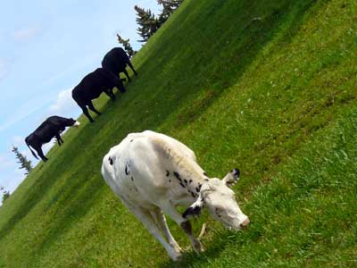 Happy cattle graze. Dairy fat from cow's milk can protect you from heart disease. Learn more at MooScience