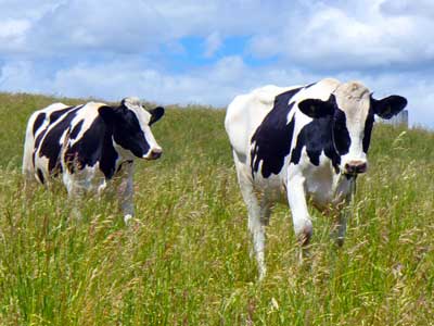 Two heifers running. Drinking milk reduces your risk of metabolic syndrome. Learn more at MooScience.