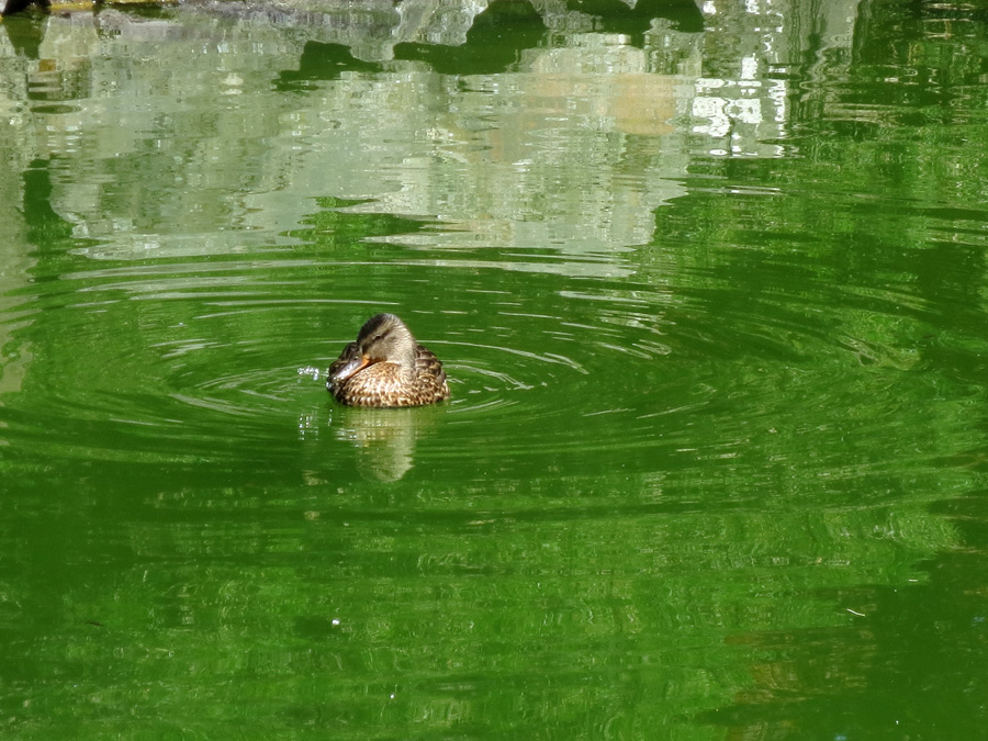 Duck swims in algea bloom. Acid whey questions in MooScience.