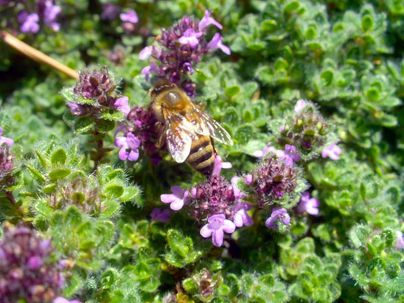 =Honeybee on purple flower. By MooScience.