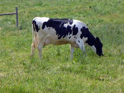 =Holstein cow grazing by post. Learn why milk contains healthy lactoferrin at MooScience.