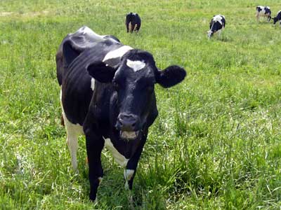Young slender holstein cow chewing grass. See why drinking cow's milk may help you lose weight at MooScience.
