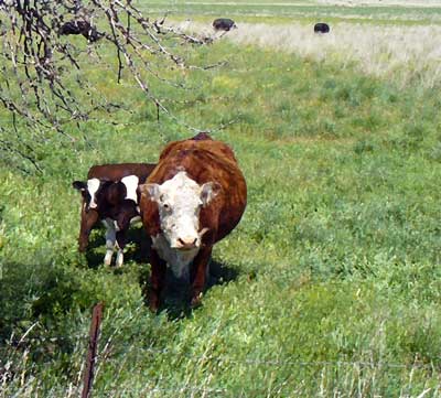 Mother beef cow with two calves at MooScience.