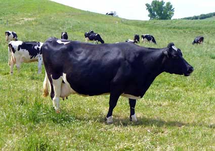 MooScience, Holstein dairy cow shows off her great lines