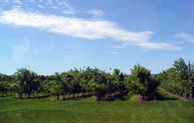 Fruit trees grow in western Washington by MooScience.