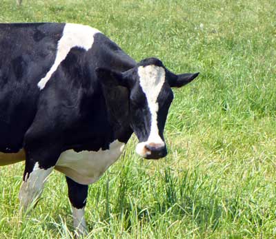 Holstein cow looks at viewer from MooScience.