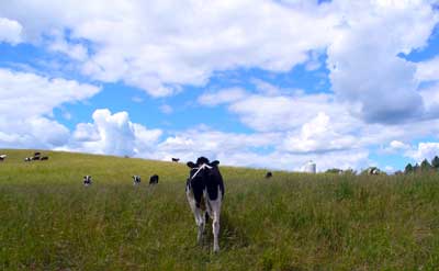 Cow walking away from camera at MooScience.