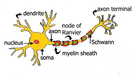 Neuron cells depend on oleic acid. Picture by Susan Fluegel at MooScience.