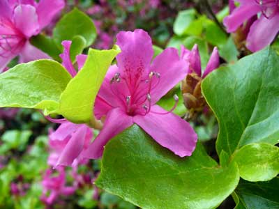 Pink rhododendrons at MooScience.